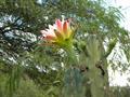 Cereus validus